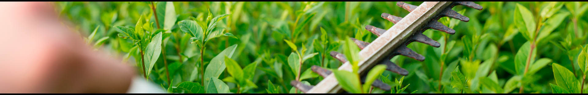  Taille de haie Jardinier Doué-en-Anjou