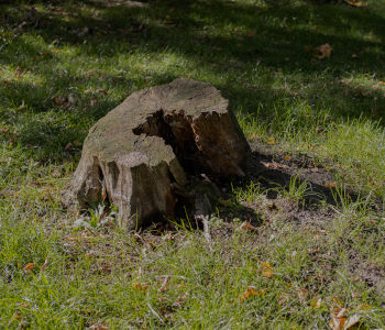 dessouchage doue-en-anjou
